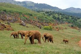 Elefantes en Cabárceno
